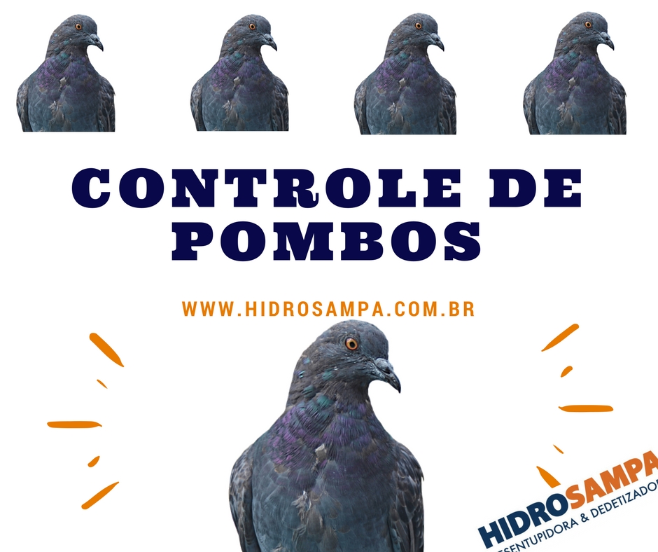 Controle de Pombos em Itaquera