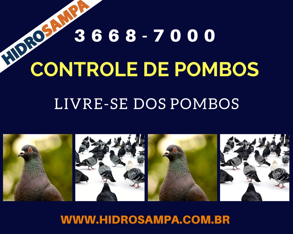 Contratar empresa de Controle de Pombos no Ipiranga