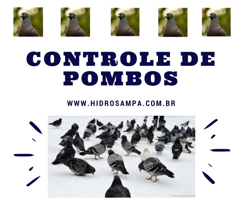 Controle de Pombos na Casa Verde