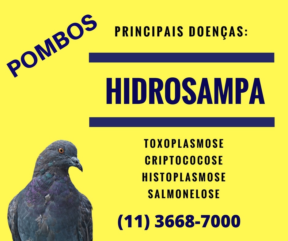 Controle de Pombos na Pompéia