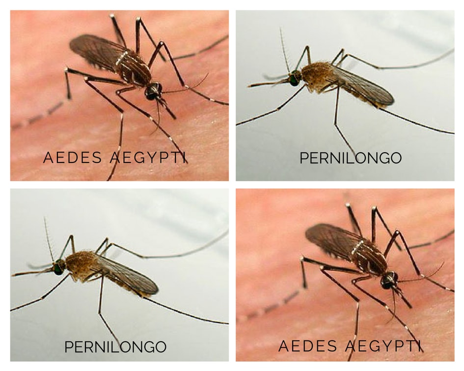 Dedetização de Mosquitos